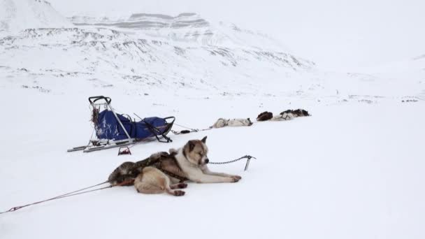 Sled dog team husky Eskimo rest on white snowy road of North Pole in Arctic. — Stock Video