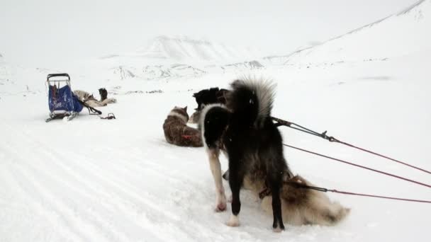Команда санных собак маламут хаски эскимосов отдыхает в Арктике . — стоковое видео