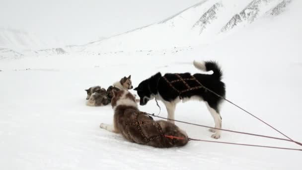 Psich zaprzęgów zespół malamute husky Eskimo odpoczynku w Arktyce. — Wideo stockowe