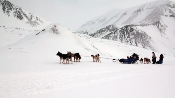 Hombre montar perro trineo equipo husky esquimal blanco nevado camino de Polo Norte en el Ártico . — Vídeos de Stock