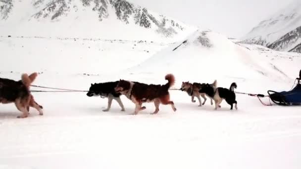 Emberek expedíció kutyaszán csapat husky eszkimó úton az Északi-sark, Északi-sark. — Stock videók