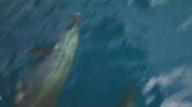 Yunuslar gemi Pasifik Okyanusu önünde su altında yüzmek.