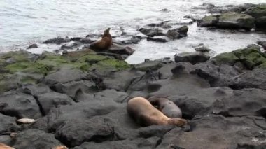 Galapagos kumsalda süt ile emzik emme anne kürk mühür aslan beslemeleri bebek.