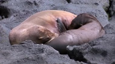 Galapagos kumsalda süt ile emzik emme anne kürk mühür aslan beslemeleri bebek.