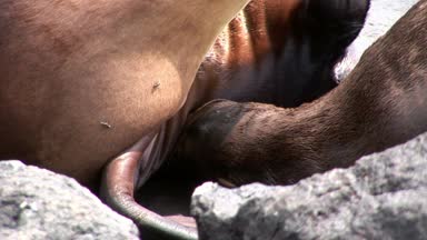 Galapagos kumsalda süt ile emzik emme anne kürk mühür aslan beslemeleri bebek.