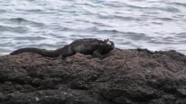 Büyük Iguana kayalık sahil, Galapagos Adaları üzerinde.