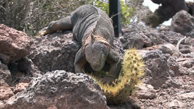 Kaktüs kayalık sahil, Galapagos Adaları üzerinde yemek büyük Iguana.