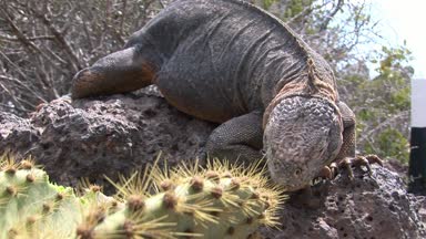 Büyük Iguana closeup kayalık sahil, Galapagos Adaları üzerinde.