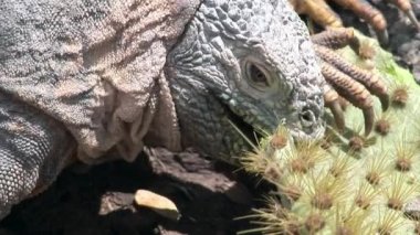 İguana kaktüs yakın çekim kayalık sahil, Galapagos Adaları üzerinde yiyor..
