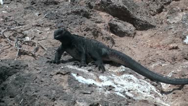 İguana kayalık sahil, Galapagos Adaları üzerinde.