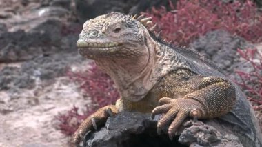 Büyük Iguana kayalık sahil, Galapagos Adaları üzerinde.
