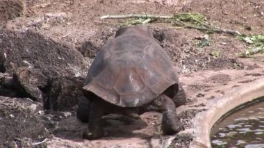 Galapagos kaplumbağası.
