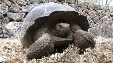 Yalnız George dünya ünlü kaplumbağa kaplumbağa Galapagos içinde 400 yaşında olduğunu.