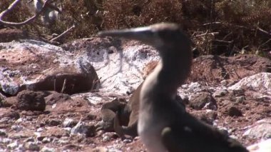 Kuş Pelikan uçamayan karabatak Phalacrocorax harrisi Galapagos Adaları.