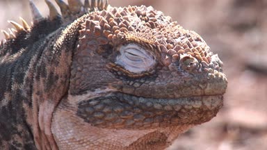 İguana büyük kertenkele closeup kayalık sahil, Galapagos Adaları üzerinde.
