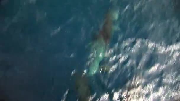 Delfines nadan bajo el agua frente al barco en el Océano Pacífico . — Vídeo de stock