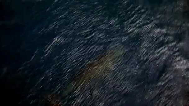 Dolfijnen zwemmen onder water voor schip in de Stille Oceaan. — Stockvideo