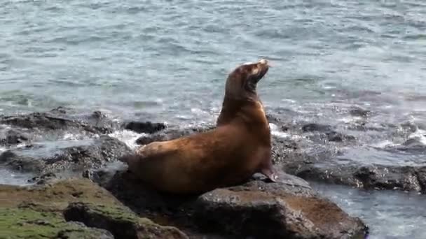 Seal on beach Galapagos. — Stock Video