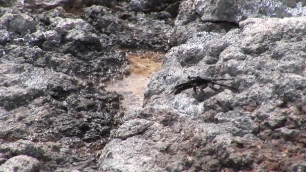 カニの hios 石の海岸太平洋の上に食べ物を求めて Grapsus grapsus. — ストック動画