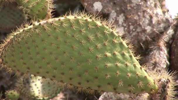 Plantas de cactus del bosque del parque natural en las Islas Galápagos . — Vídeo de stock