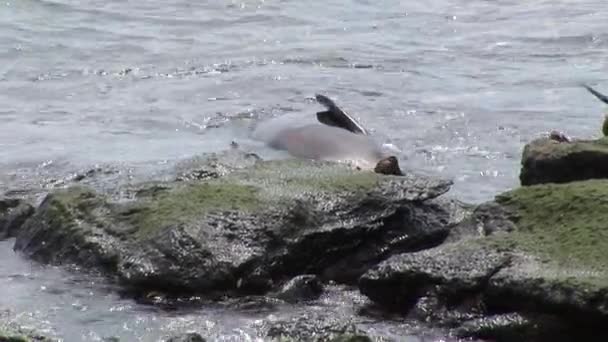 Family seal lion relax on beach near water of Galapagos Islands. — Stock Video