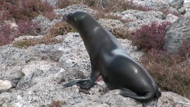Robbe auf Steinstrand Galapagos. — Stockvideo