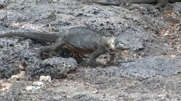Iguana énorme sur la côte rocheuse des îles Galapagos .