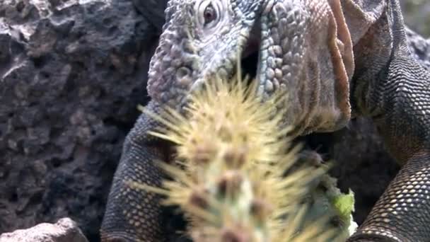 Hatalmas Iguana enni, kaktusz a sziklás partján a Galápagos-szigetek. — Stock videók