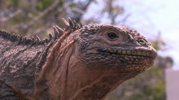 Huge Iguana closeup on rocky coast of Galapagos Islands. — Stock Video