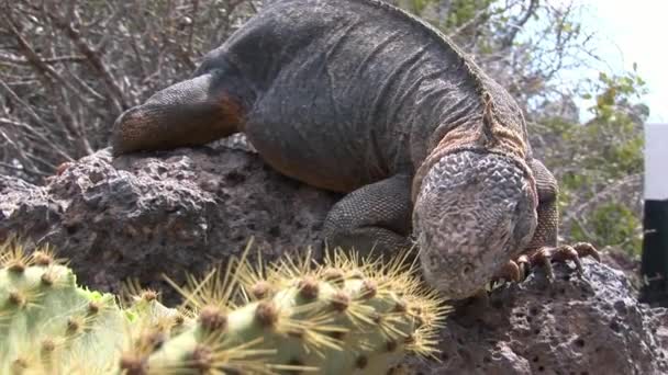 Hatalmas Iguana Közelkép a sziklás partján a Galápagos-szigetek. — Stock videók