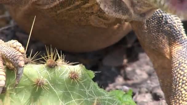 Iguana eszik kaktusz közelről a sziklás partján a Galápagos-szigetek. — Stock videók