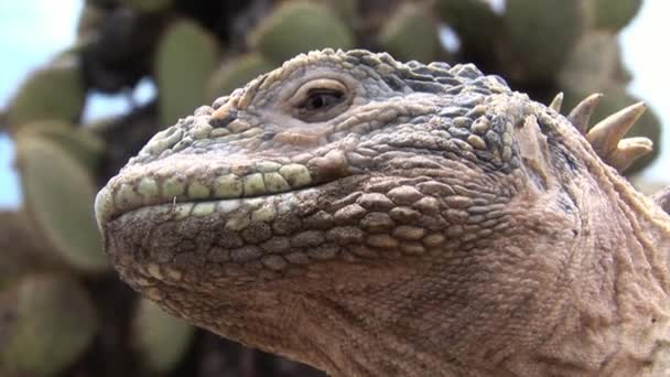 Iguana gros plan sur les rochers des îles Galapagos . — Video