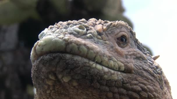 Iguana gros plan sur les rochers des îles Galapagos . — Video