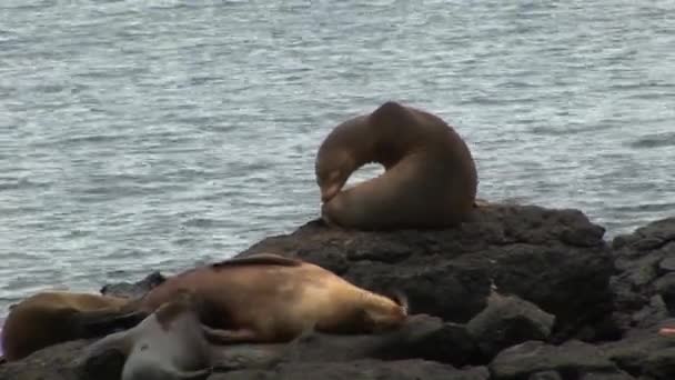 Galapagos kayalar kıyısında mühür. — Stok video