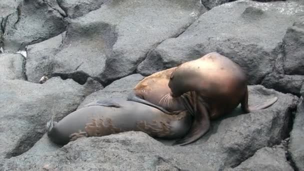 Matka kožešinová pečeť Lev kanály dítě sání dudlíku s mlékem na pláži Galapágy. — Stock video