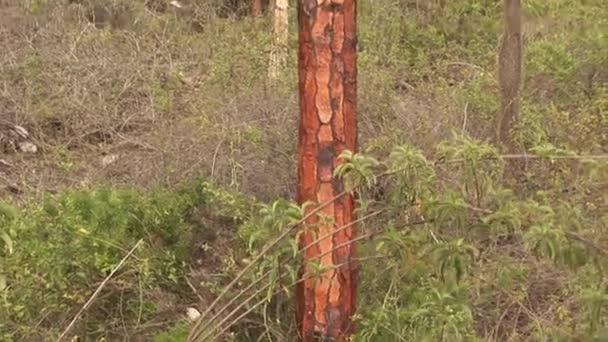 Plantas de cactus del bosque del parque natural en las Islas Galápagos . — Vídeos de Stock
