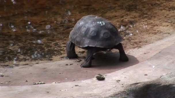 Schildkröte auf Galapagos. — Stockvideo