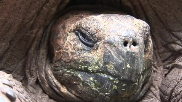 Eenzame George is wereld beroemd schildpad schildpad die 400 jaar oud in Galapagos. — Stockvideo