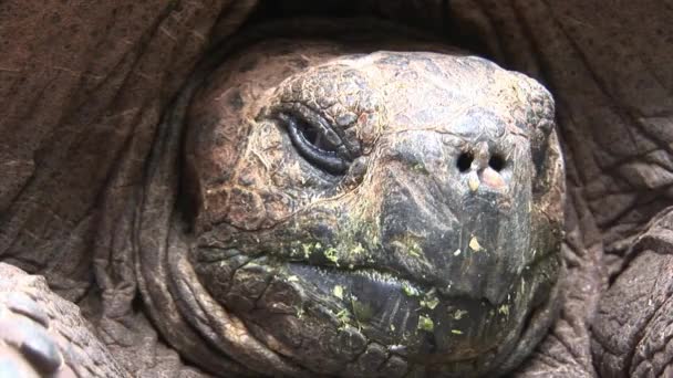 Lonely George is world famous turtoise turtle which is 400 years old in Galapagos . — стоковое видео