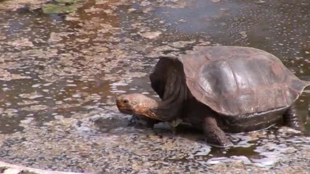 Черепаха на Галапагосах . — стоковое видео