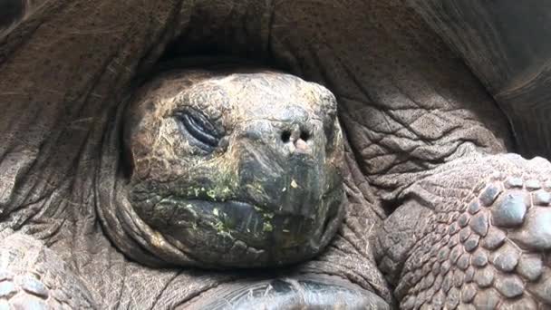 Lonely George is world famous tortoise turtle 400 years old in Galapagos. — Stock Video