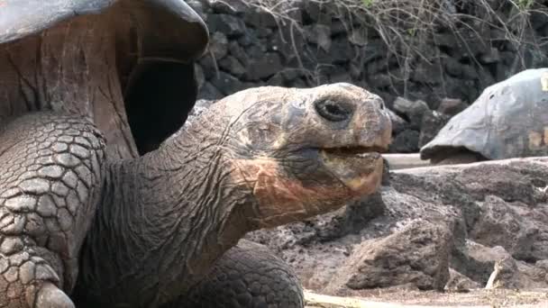 Eenzame George is wereld beroemd schildpad schildpad 400 jaar oud in Galapagos. — Stockvideo