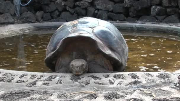 Einsamer george ist weltberühmte schildkröte 400 jahre alt in galapagos. — Stockvideo