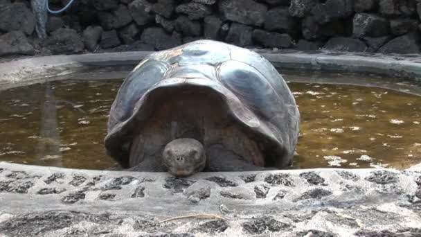 Solitário George é mundialmente famosa tartaruga de tartaruga 400 anos em Galápagos . — Vídeo de Stock