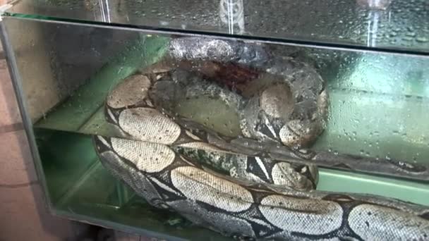 Enorme python in aquariumwater. — Stockvideo