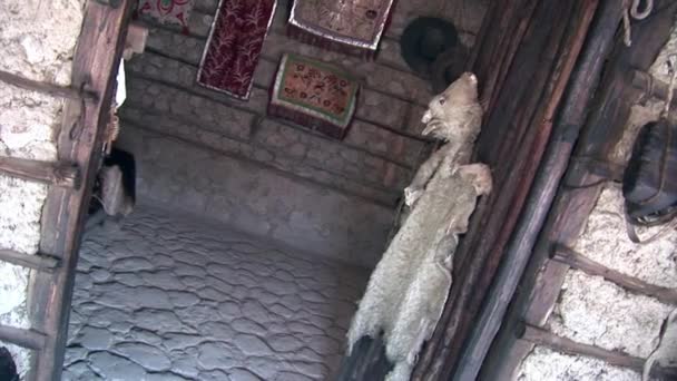 Animais recheados ovelha em cabana indígena Guarani índios e Shuar . — Vídeo de Stock