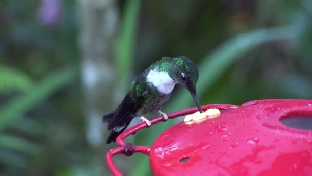 Oiseau Kiwi à Long Bec Boit Le Nectar Depuis Rouge Chargeur Sur îles Galapagos