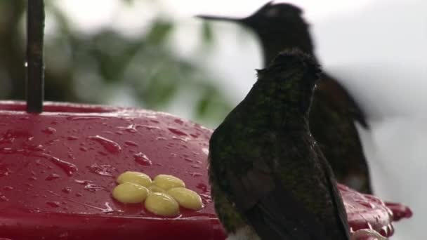 Kiwi-Vogel trinkt Nektar auf Galapagos-Inseln. — Stockvideo