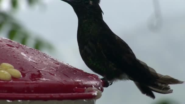 Kiwivogel drinken nectar op Galapagos eilanden. — Stockvideo