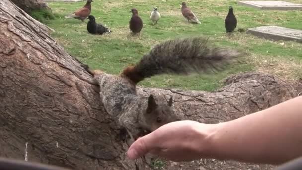 Squirrel takes nut from hand of man on Galapagos Islands. — Stock Video